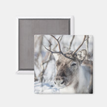 Rentier Nature Foto
