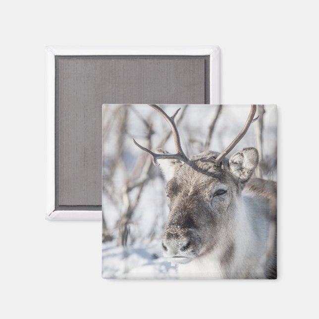 Rentier Nature Foto Magnet (Vorderseite/Rückseite)