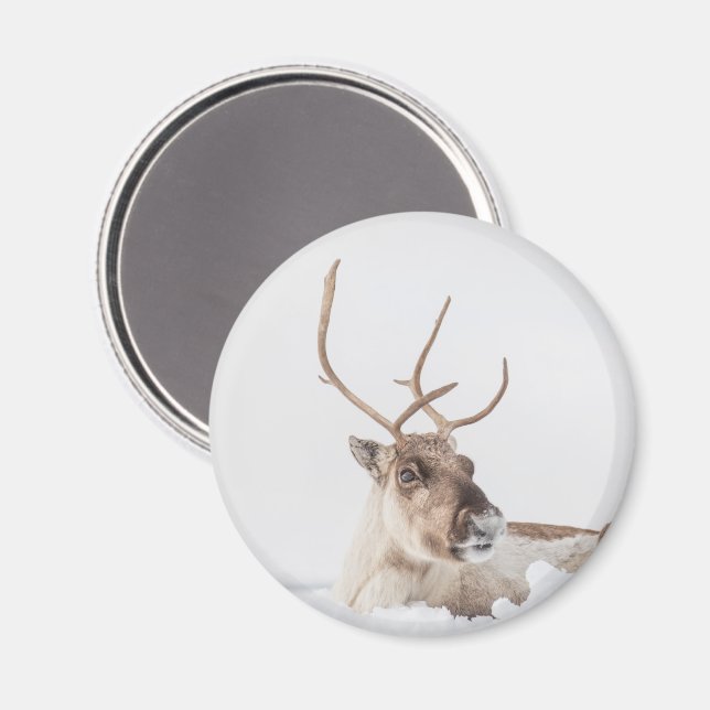 Rentier Nature Foto Magnet (Vorderseite/Rückseite)