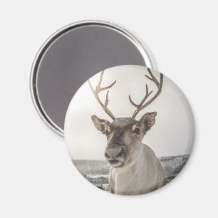 Rentier Nature Foto Magnet