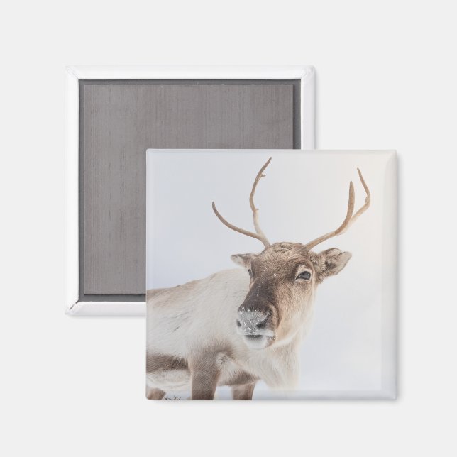 Rentier Nature Foto Magnet (Vorderseite/Rückseite)