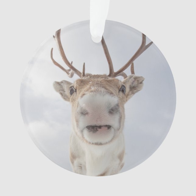 Rentier Nature Foto Ornament (Vorderseite)