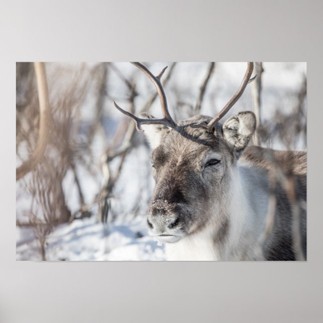 Rentier Nature Foto Poster (Vorne)