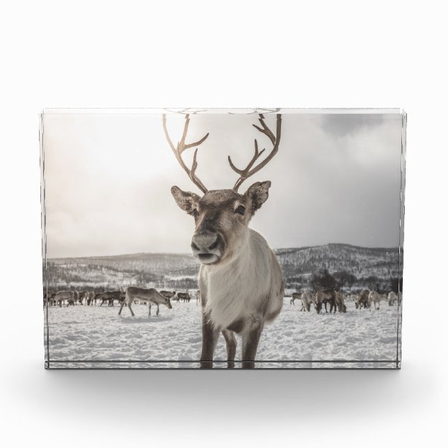 Rentier Nature Foto Poster (Vorderseite)