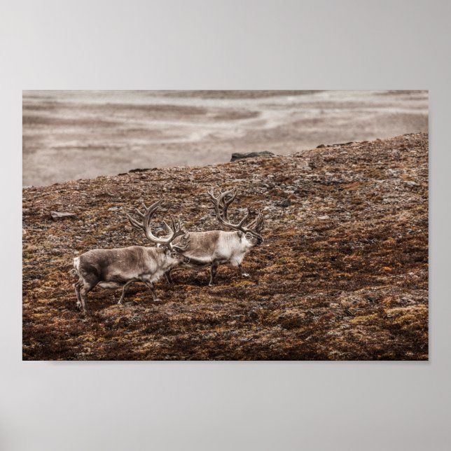 Rentier Nature Foto Poster (Vorne)