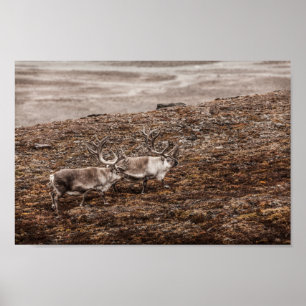 Rentier Nature Foto Poster
