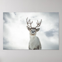 Rentier Nature Foto