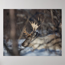 Rentier Nature Foto