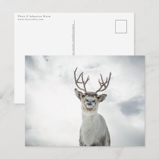 Rentier Nature Foto Postkarte (Vorne/Hinten)