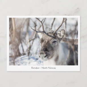 Rentier Nature Foto Postkarte