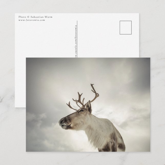 Rentier Nature Foto Postkarte (Vorne/Hinten)