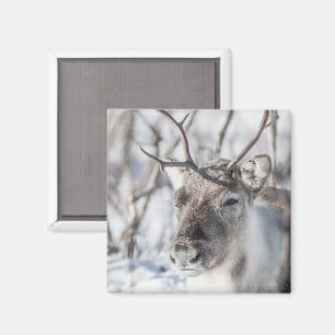 Rentier Naturfoto Magnet
