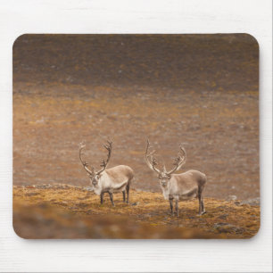 Rentier Naturfoto Mousepad