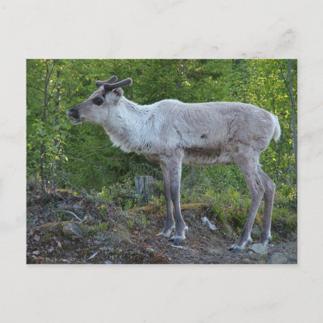 Rentiere in Lappland-Postkarte Postkarte (Vorderseite)