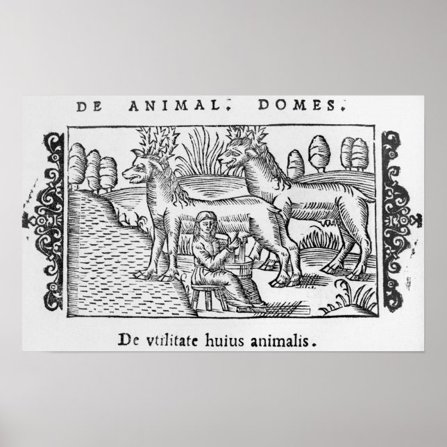 Rentiere Poster (Vorne)