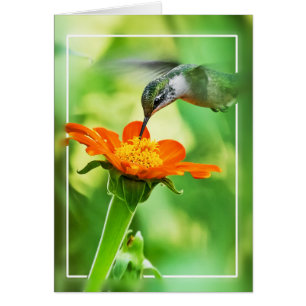 Repas de colibri sur la mouche