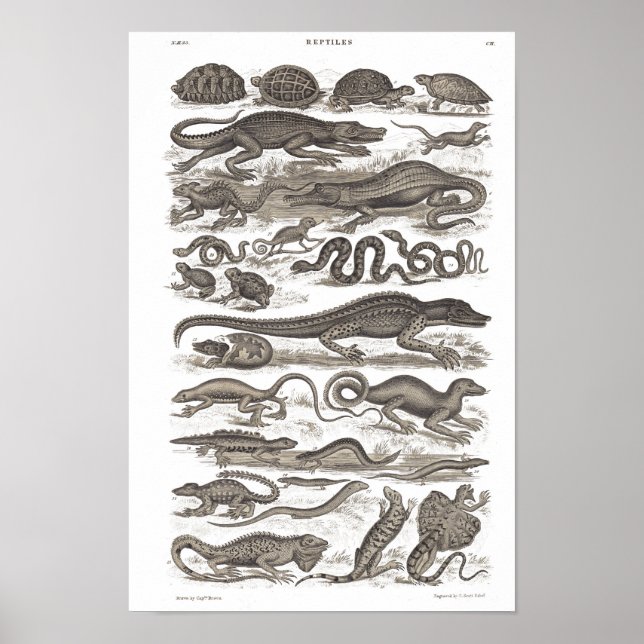 Replizierung Vintager Naturgeschichte Poster (Vorne)
