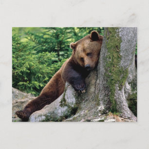 Repos Brown Ours Wildlife Series # 10 Carte postal