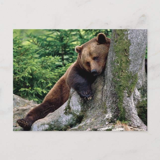 Repos Brown Ours Wildlife Series # 10 Carte postal (Devant)