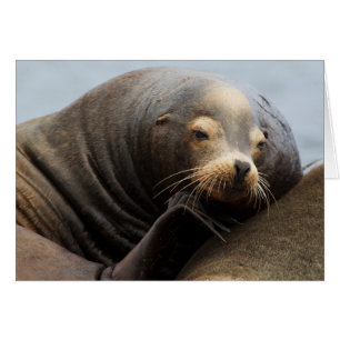 Repos de Lion de la mer de Californie