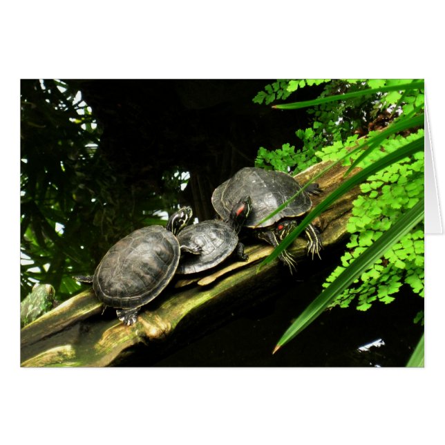 Repos des tortues blanches (Devant Horizontal)