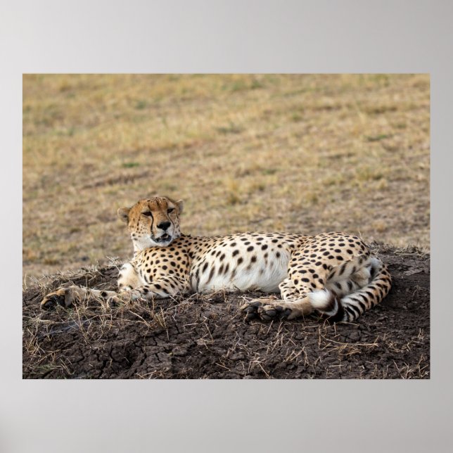 Repose Cheetah - Poster de la faune des beaux-arts (Devant)