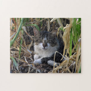 Repose de chats dans le puzzle Bushes
