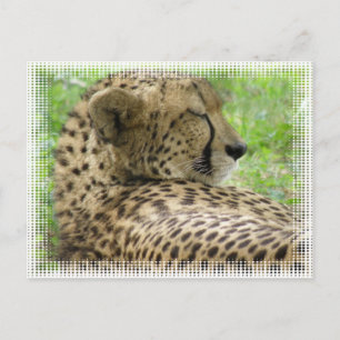 Repose de la carte postale Cheetah