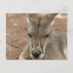 Repose des cartes postales Kangaroo