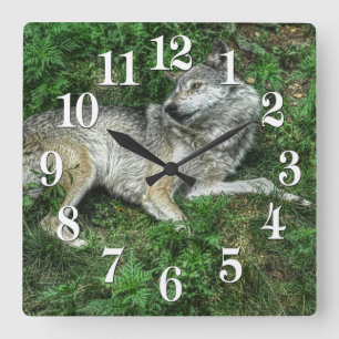 Repose Loup gris 2 Horloge de la faune