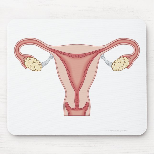 Reproduktionssystem bei Frauen 2 Mousepad (Vorne)
