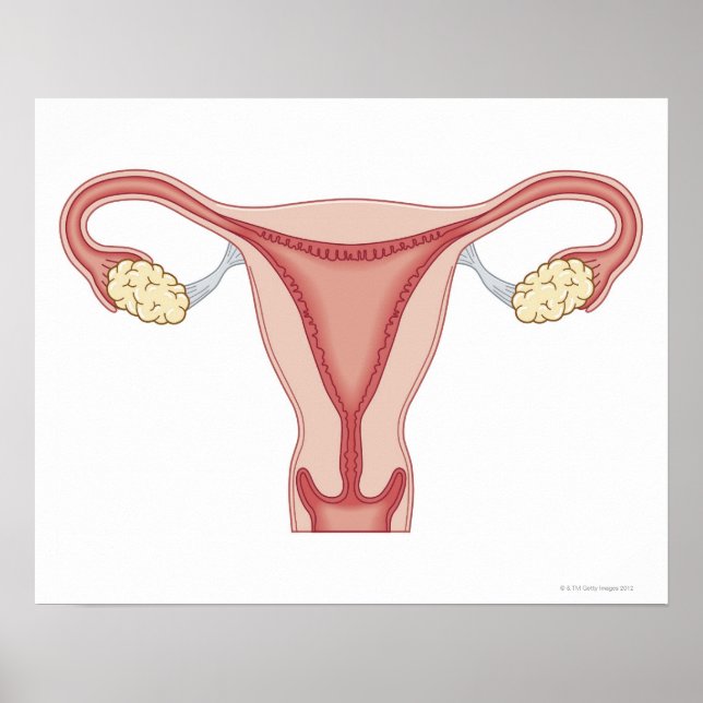 Reproduktionssystem bei Frauen 2 Poster (Vorne)