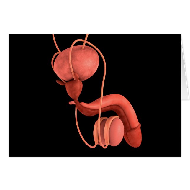 Reproduktionssystem des Menschen 1 (Vorderseite (Horizontal))