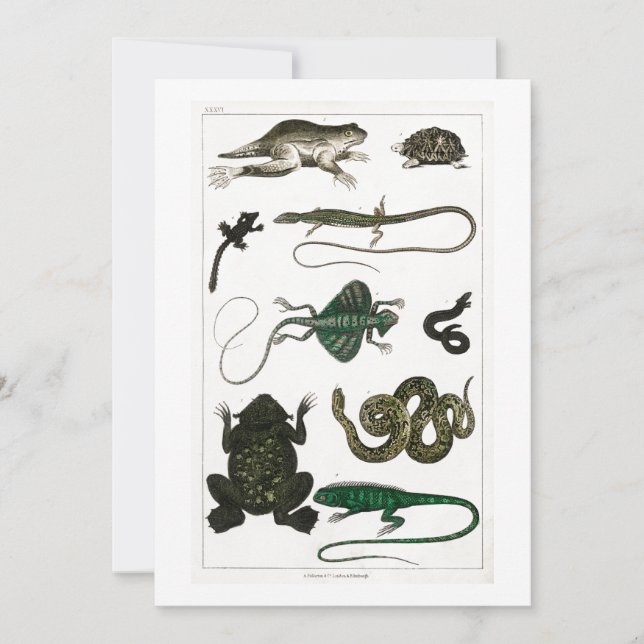 Reptil, niedlich, Eidechse, Tier, Reptilien, Schil Einladung (Vorderseite)