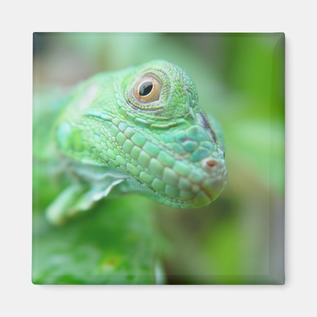 Reptile Lizard Iguana Vert Sur Aimant Feuille (Devant)