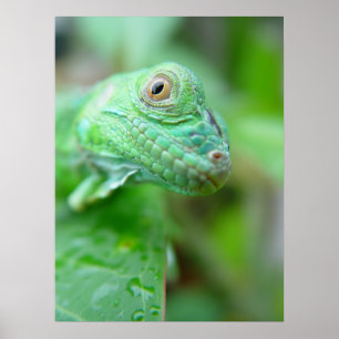 Reptile Lizard Iguana Vert Sur Poster Feuille