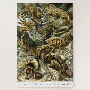 Reptile Lizards von Ernst Haeckel