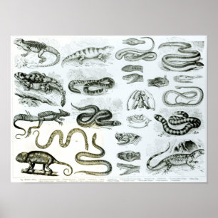 Reptiles, Serpents and Lizards Poster