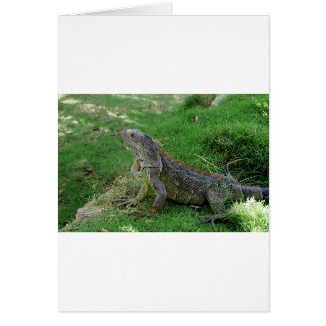 Reptilian Look.JPG (Vorne)