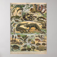 Reptilien - Sammlung von Reptilien