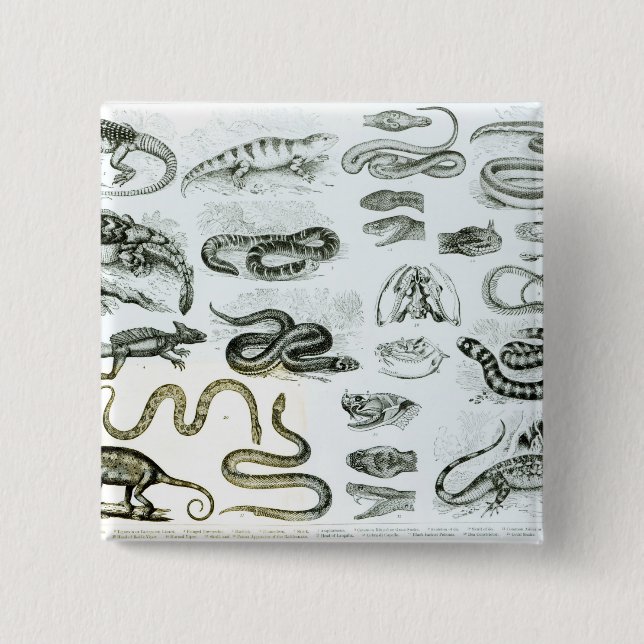 Reptilien, Schlangen und Eidechsen Button (Vorderseite)