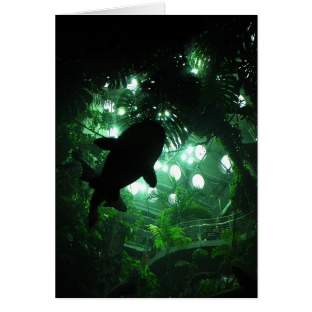 Requin (Devant)