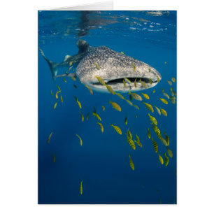 Requin baleine avec des poissons, Indonésie