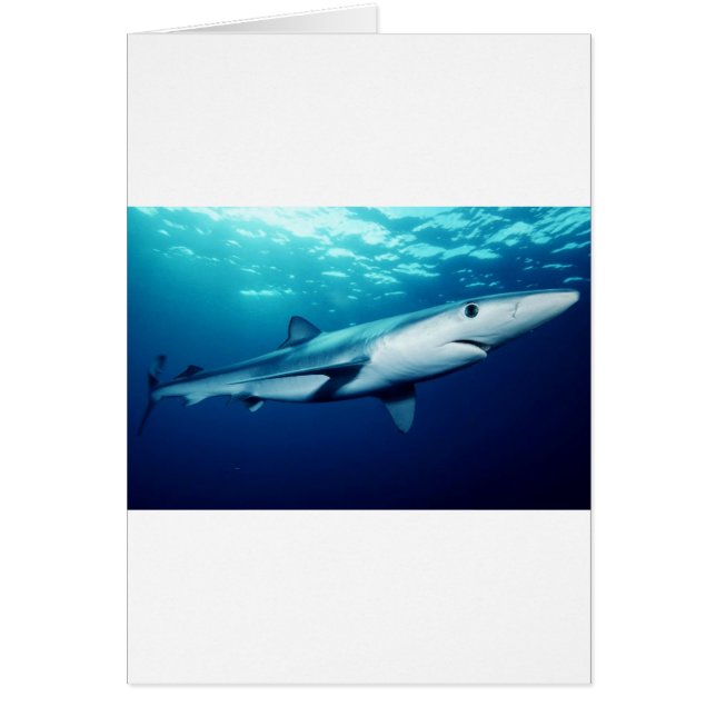 Requin bleu (Devant)