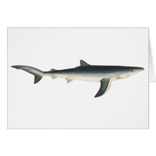 Requin bleu vintage, vie marine aquatique de l'océ
