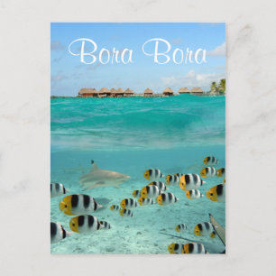 Requin chasse poissons dans Bora Bora carte postal
