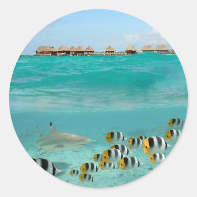 Requin chasse poissons dans lagune autocollant ron (Devant)