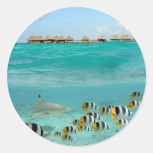 Requin chasse poissons dans lagune autocollant ron