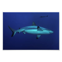 Requin gris de récif à Osprey Reef Photo Imprimer