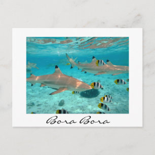 Requins dans la lagune Bora Bora carte postale en 